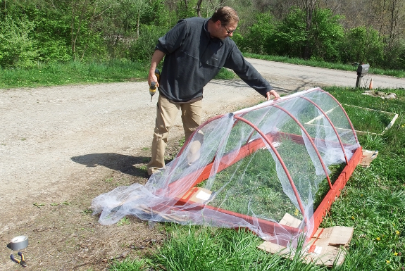 Wedding tulle as caterpillar netting