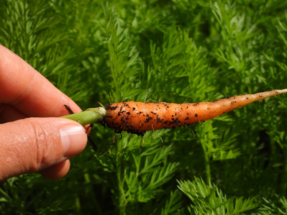Baby carrot