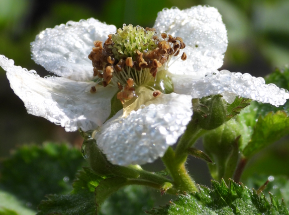 Blackberry flower