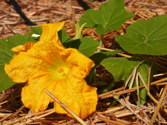 Squash flower