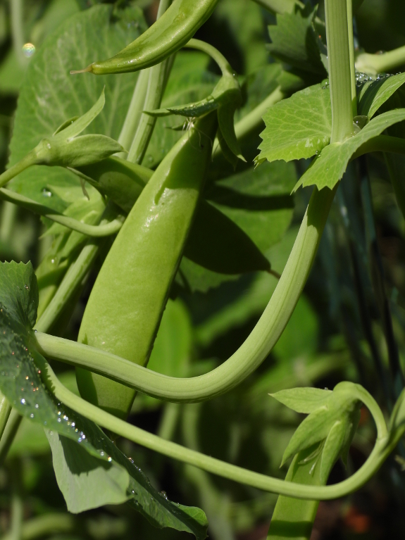 Sugar snap pea