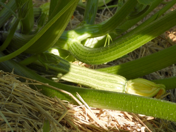 Baby zucchini