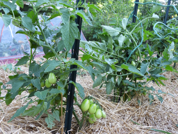 Green tomatoes