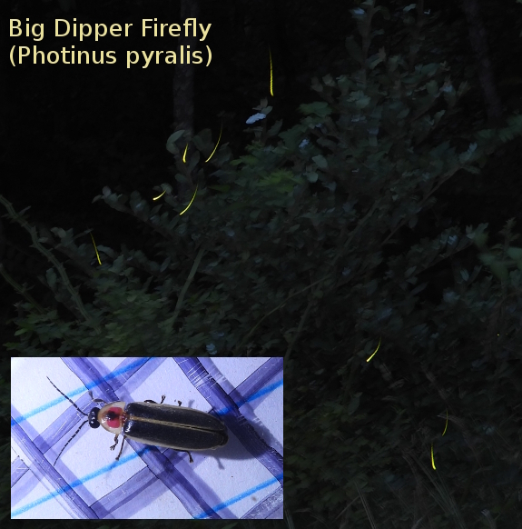 Big Dipper Firefly