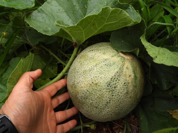 Ripening cantaloupe