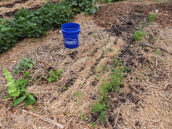 Carrot germination