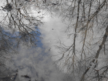 Reflections in the flood waters