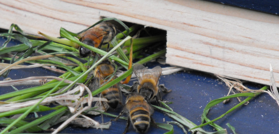 Bees going out of an entrance reducer filled with grass.