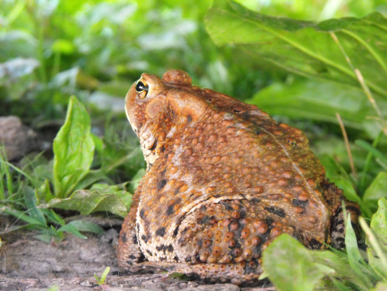 Big toad