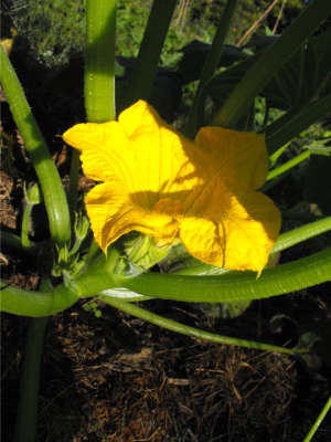 Yellow squash bloom
