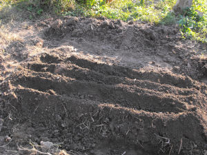 Dig trenches