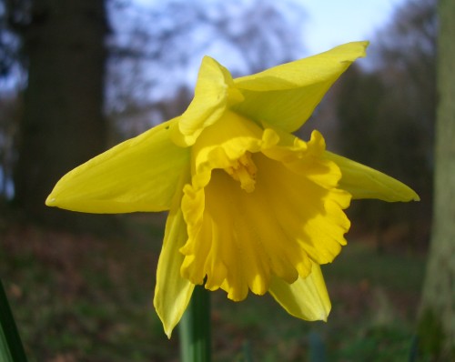 Daffodil flower