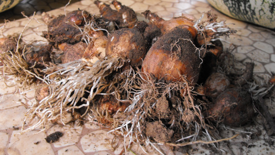 Daffodil bulbs