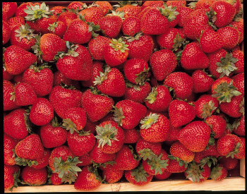 Honeoye Strawberries