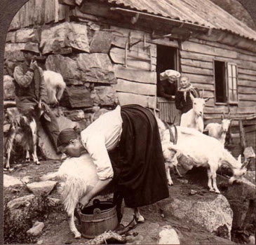Norwegian milk goats