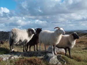 Norwegian sheep