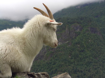White Norwegian goat