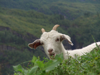 Norwegian goat