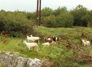 Goat herd