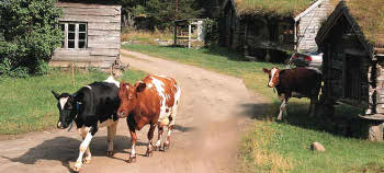 Letting out the cows