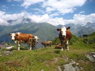 cows in spring pasture