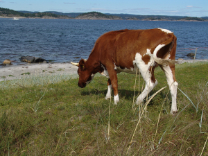 Norwegian cow