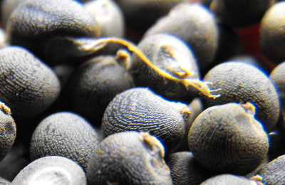 Okra seeds