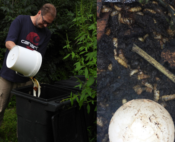 DIY black soldier fly bin